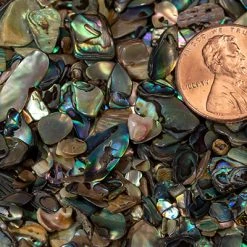 Paua Abalone - Med. 2oz