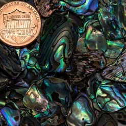 Paua Abalone - Lg 2oz